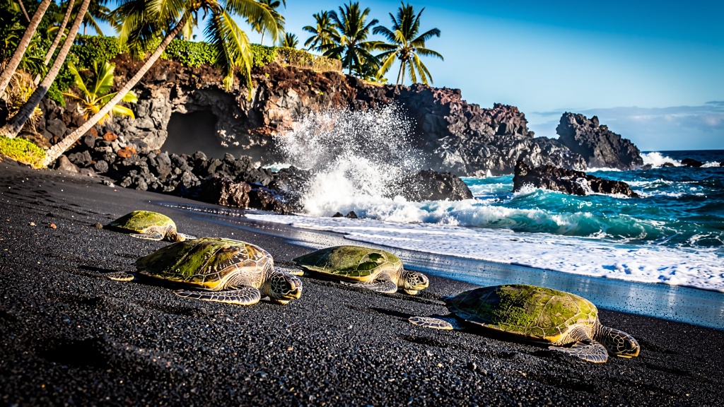 Punaluu Black Sand Beach on the Big Island with sea turtles resting on jet-black volcanic sand